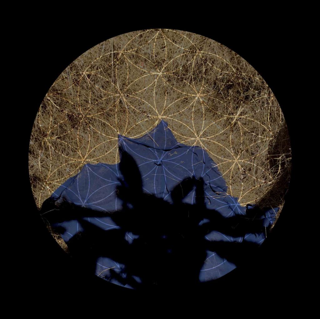 Lunar Nectar black cactus - 2020 30x30