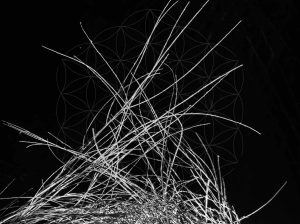 Lunar Nectar Black arena 2020 30x40 